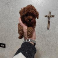 Barboncino Toy Toy Garantito Foto Reali 60 Giorni