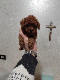 Barboncino Toy Toy Garantito Foto Reali 60 Giorni