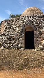 Trullo Autentico, Ulivi secolari