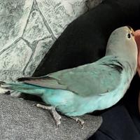 Inseparabile allevato a mano