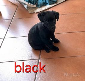 Cucciolo taglia piccola