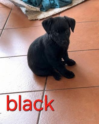 Cucciolo taglia piccola