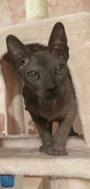 Gatto don sphynx