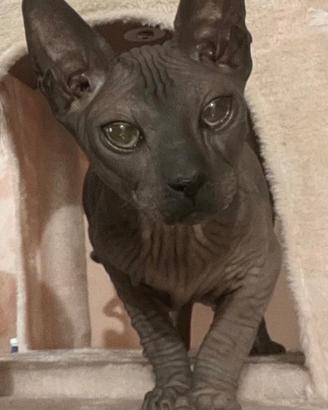 Gatto don sphynx