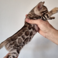 Gattino Bengala con Pedigree