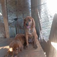 Cuccioli maschi di segugio maremmano