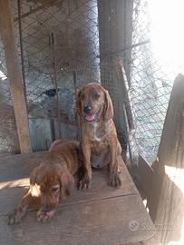 Cuccioli maschi di segugio maremmano