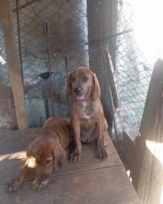 Cuccioli maschi di segugio maremmano