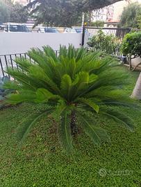 Piante Cycas con e senza vaso 
