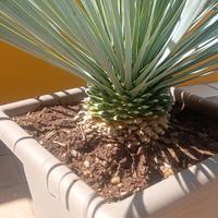 pianta Yucca Rostrata Blu vaso 40x40 