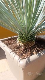 pianta Yucca Rostrata Blu vaso 40x40 