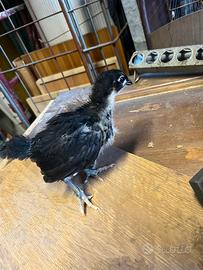 Pulcini australorp