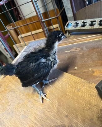 Pulcini australorp