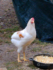 Galletto incrocio di 4 mesi