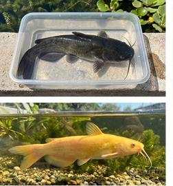 Pesce gatto