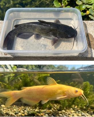 Pesce gatto