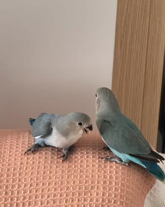Pappagalli inseparabili allevati a mano