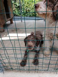 Cucciolo di Lagotto Romagnolo