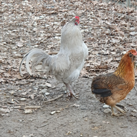 Gallo di razza Araucana