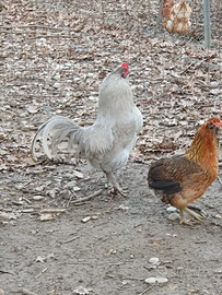 Gallo di razza Araucana