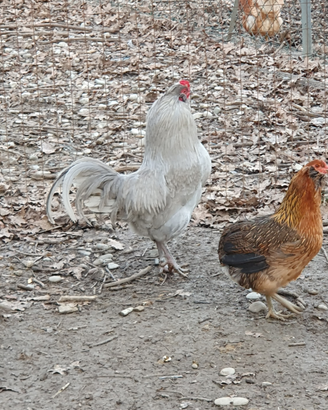 Gallo di razza Araucana