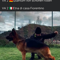 Cuccioli di pastore tedesco