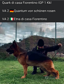 Cuccioli di pastore tedesco