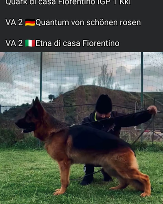 Cuccioli di pastore tedesco