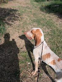 Bracco italiano