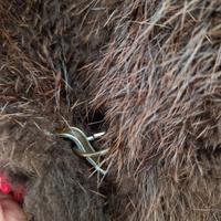 PELLICCIA VERA CASTORO