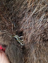 PELLICCIA VERA CASTORO