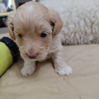 ? Ultimo Maschietto: Un soffice Maltipoo F2b ?