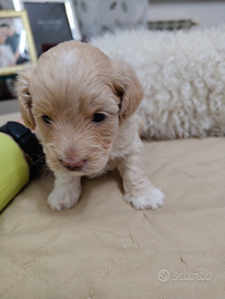 ? Ultimo Maschietto: Un soffice Maltipoo F2b ?