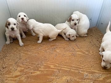 Cuccioli Setter Inglese