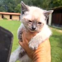 Cucciola di siamese thai blue point