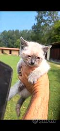 Cucciola di siamese thai blue point