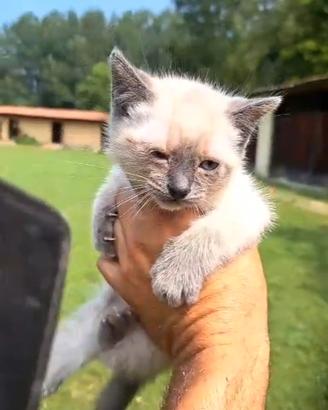 Cucciola di siamese thai blue point