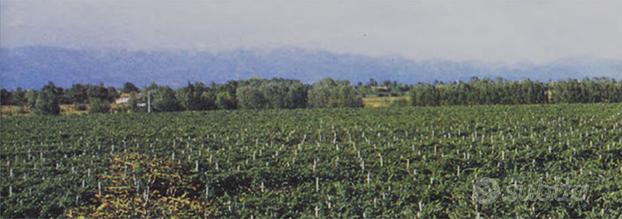 Azienda agricola vitivinicola completa di vigneti