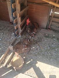 gallina cocincina 