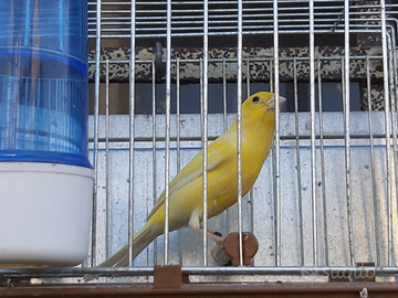 Canarino maschio giallo