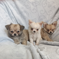 Chihuahua con PEDIGREE