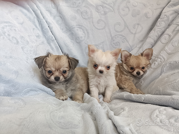 Chihuahua con PEDIGREE