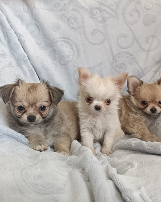 Chihuahua con PEDIGREE