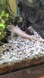 Plecostomus albino