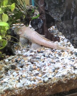 Plecostomus albino