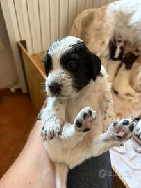 Cuccioli setter inglesi di alta genealogia