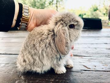 Coniglio nano minilop cincillá Choco