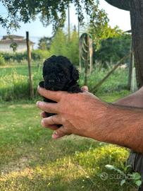 Cuccioli di barboncino nano nero con pedigree enci