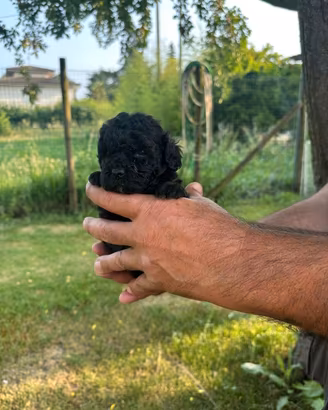 Cuccioli di barboncino nano nero con pedigree enci