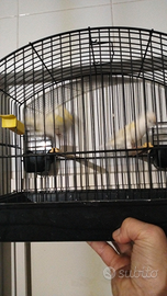 Canarini GIALLI MOSAICI